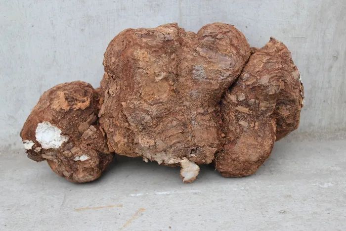 One of the Top Ten Chuan Medicinal Herbs: Fu Ling (Poria)