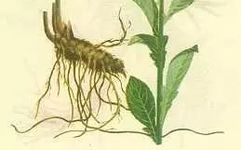 The Wisdom of Chinese Medicine in the Shennong Bencao Jing