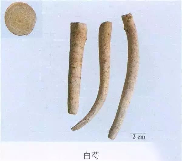 Bai Shao (White Peony) in Traditional Chinese Medicine