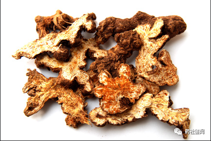 Traditional Chinese Medicine Herb - Cangzhu (Atractylodes)