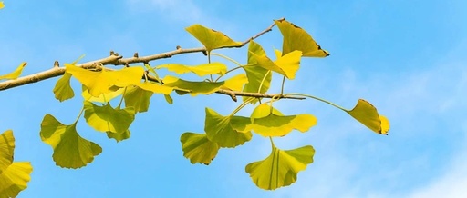 Caution for Children Eating Fruits: Beware of Spleen and Stomach Deficiency and Cold | Review of Zhang Xichun's Medical Cases
