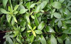 Traditional Chinese Medicine Herb: Cang Zhu (Atractylodes)