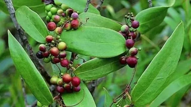 Exploring the Benefits of Fu Ling (Poria) in Traditional Chinese Medicine