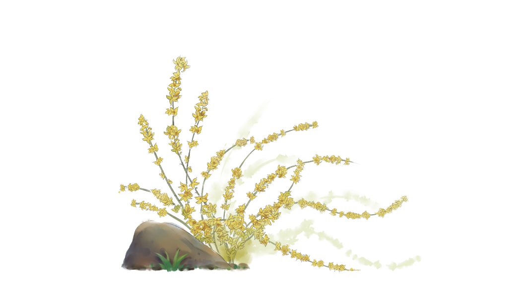 The Health Benefits of Forsythia: Are You Still Confusing It with Jasmine?