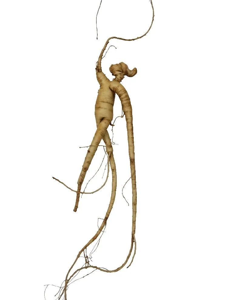The Roots of Human-Like Plants: Not Just Ginseng, but Also the Old Poisonous Ones