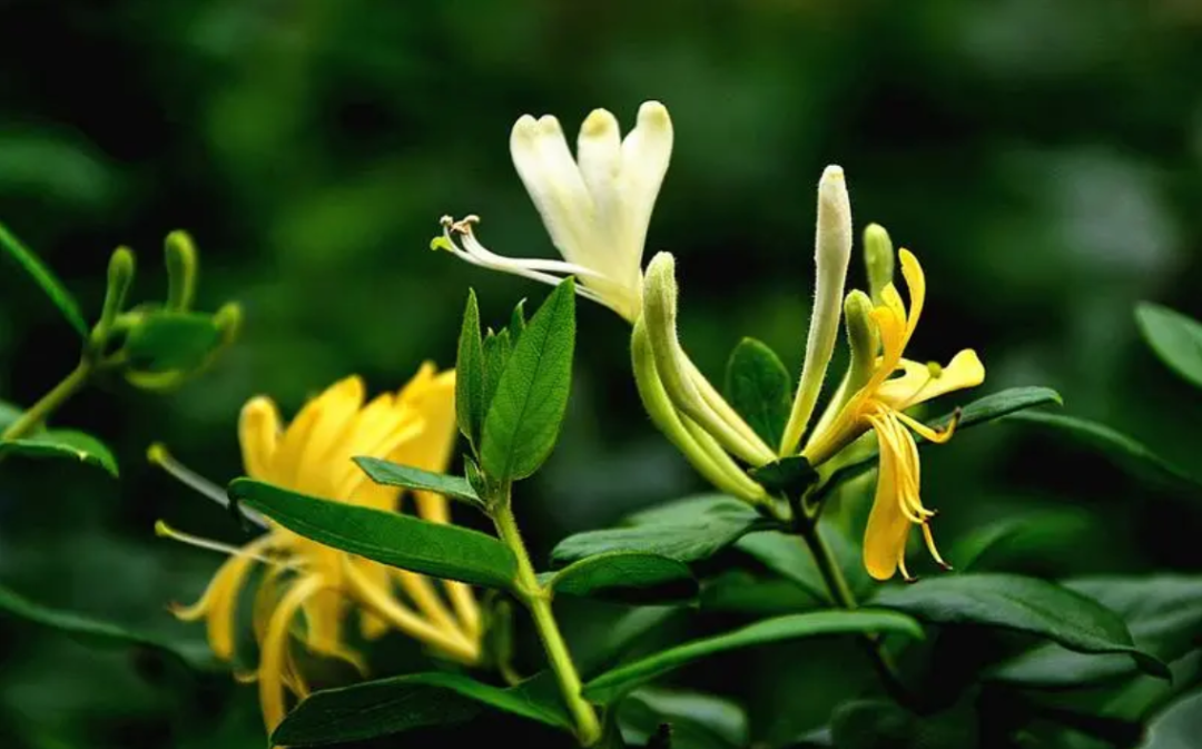 Daily Herb Study: Jin Yin Hua (Honeysuckle Flower)