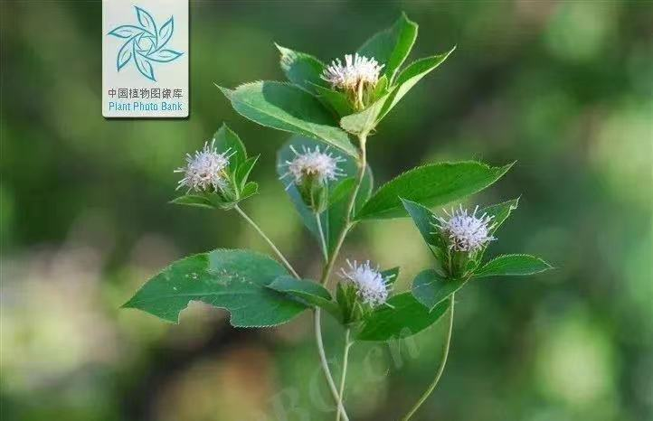 The Sacred Herb for Strengthening the Spleen: Cang Zhu