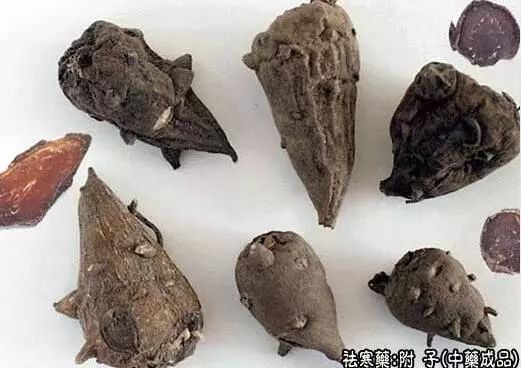 Chinese Medicinal Herb: Fu Zi (Aconite)
