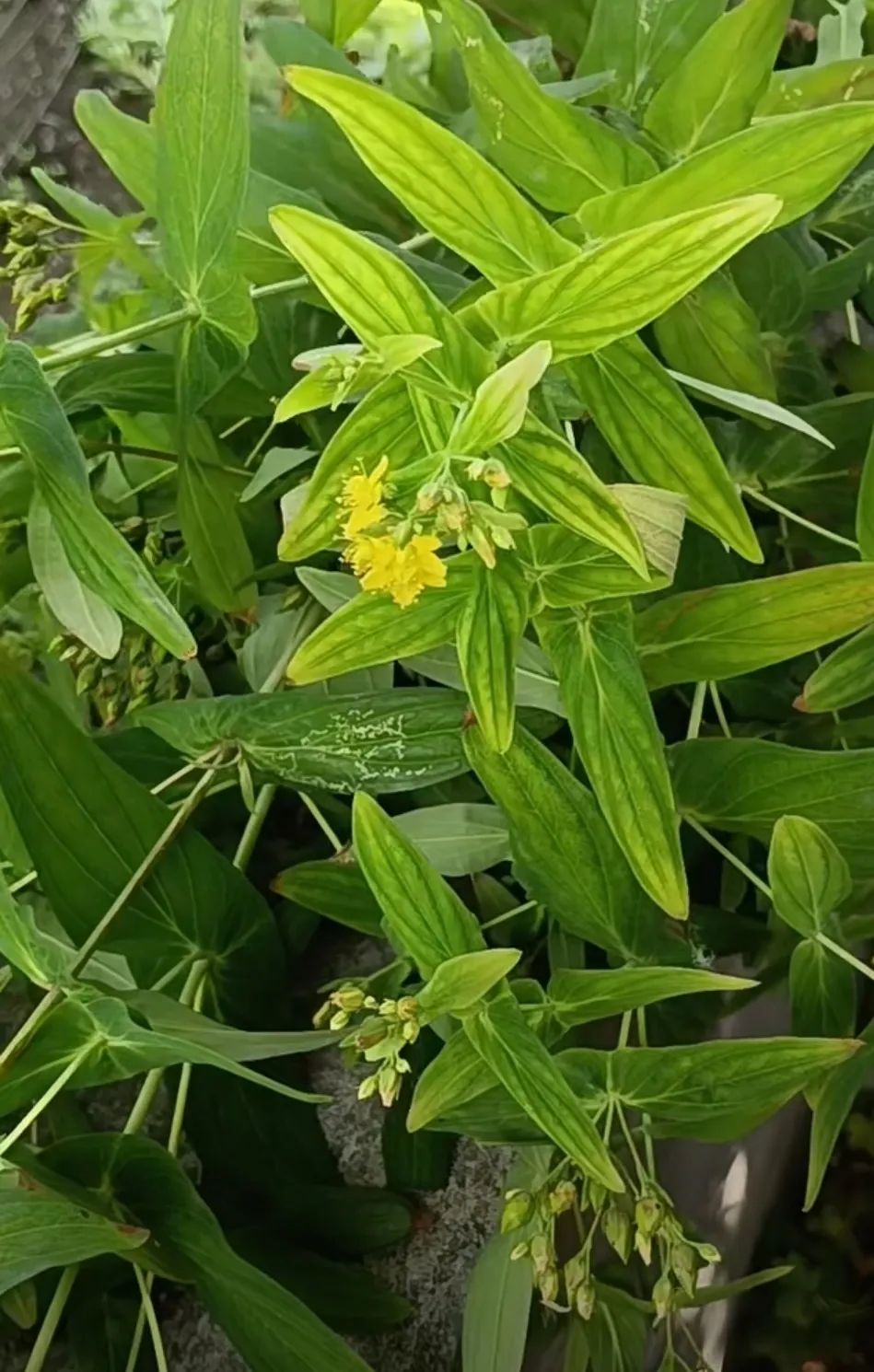 Duiyuecao: Cooling Blood, Stopping Bleeding, and Other Therapeutic Effects