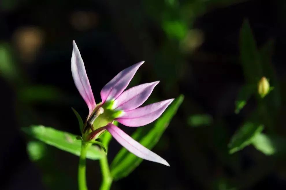 Three Anti-Cancer Chinese Medicinal Herbs and Six Anti-Cancer Formulas