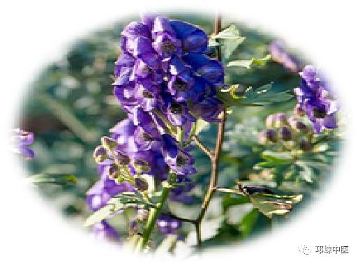 Understanding Fuzi (Aconiti Radix) in Traditional Chinese Medicine