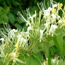 The Dispute Between Honeysuckle and Mountain Honeysuckle