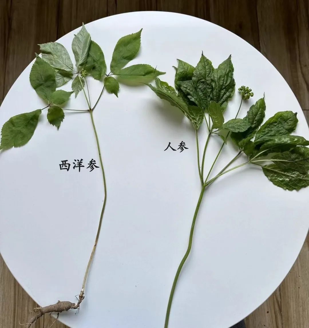 Understanding a Chinese Herbal Medicine Each Day: Ginseng