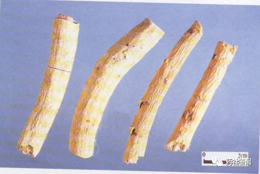 Traditional Chinese Medicine - Huangqi (Astragalus Root)