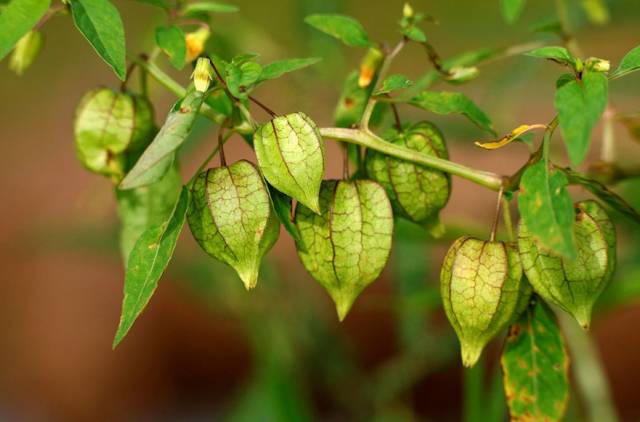 A Comprehensive Guide to 50 Common Medicinal Herbs in Rural China