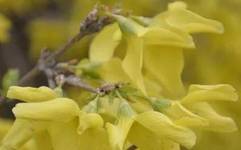 What is Lian Qiao and What are its Effects and Functions?