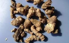 The Efficacy of Cang Zhu (Atractylodes) in Treating Various Conditions