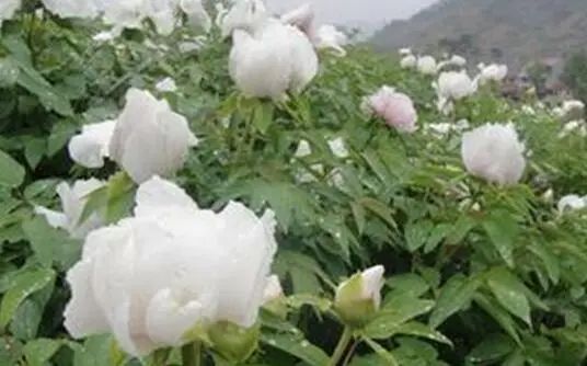 Daily Learning of a Chinese Herb: Bai Shao (White Peony)
