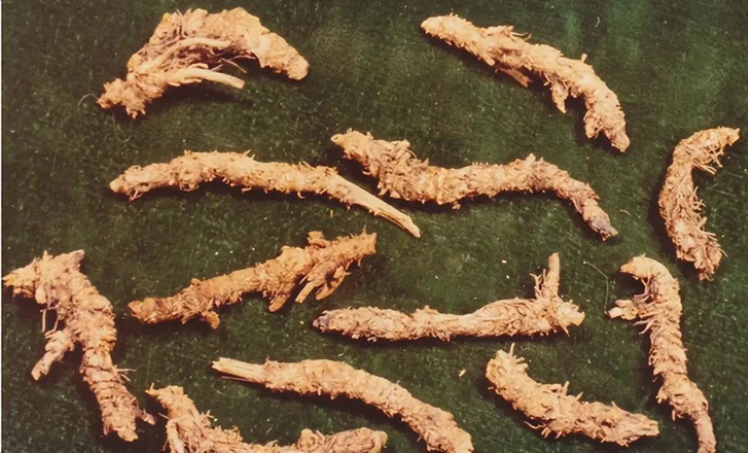 Identification of the Chinese Herbal Medicine Huanglian
