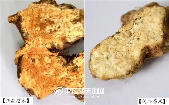 The Market Trends of Bei Cang Zhu (Atractylodes macrocephala) and Its Future Prospects