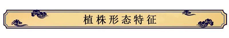 Overview of Rehmannia (Di Huang)