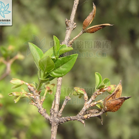 Identifying Medicinal Herbs through Spring Flowers