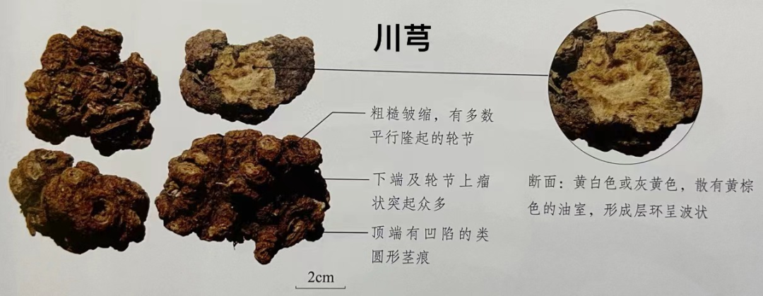 Understanding Chuanxiong: The 'Ibuprofen of Traditional Chinese Medicine'