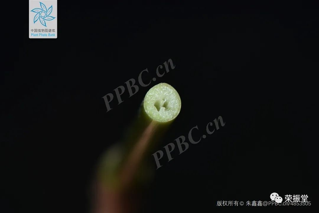 A Detailed Discussion on Coix Seed (Yi Yi Ren)