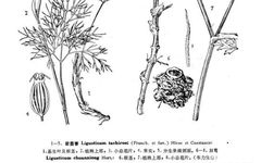Traditional Chinese Medicine: Chuanxiong (Ligusticum Chuanxiong)