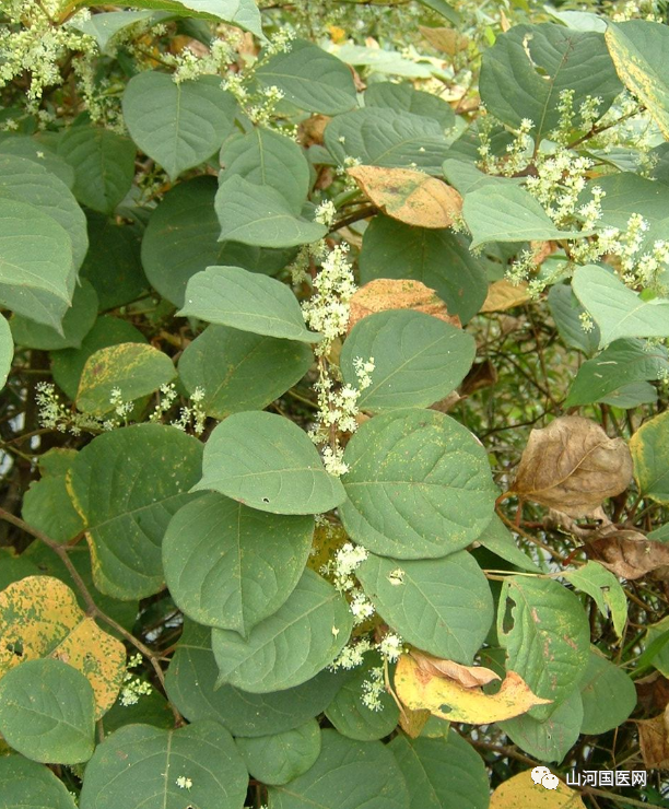Bencao Gangmu: Hu Zhang (Japanese Knotweed)
