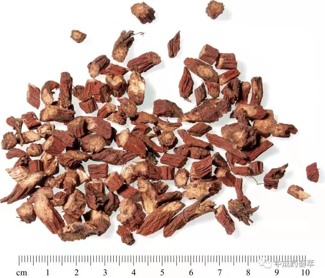 Premium Chinese Herbal Medicine | Danshen (Salvia miltiorrhiza)