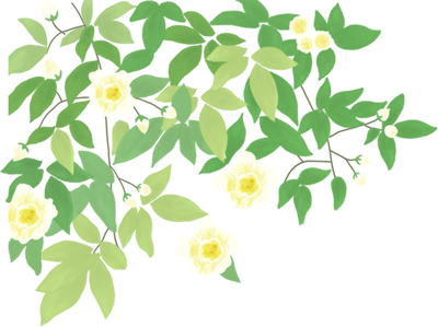 Exploring the Essence of Traditional Chinese Medicine: Ginseng
