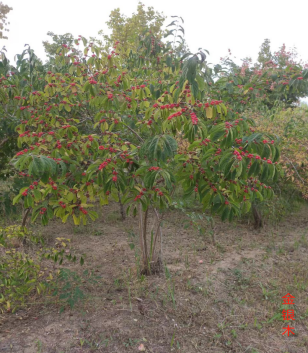 Honeysuckle: A Traditional Chinese Medicine Perspective