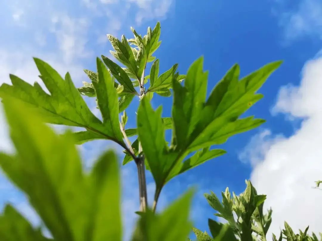 Warm Yang Method Recommended by Famous Physicians of the Yuan Dynasty, Especially Suitable for Those with Spleen and Stomach Deficiency, Qi and Blood Insufficiency, and Yang Deficiency