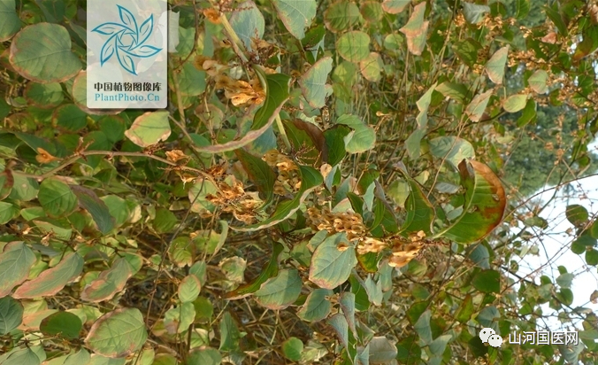 Bencao Gangmu: Hu Zhang (Japanese Knotweed)