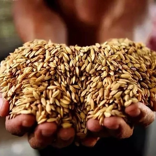 Secrets of Grain-Based Health: Eating for Better Wellness