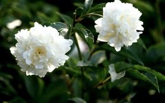 Daily Herb Study: Bai Shao (White Peony)