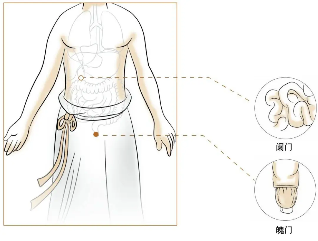 Foundations of Traditional Chinese Medicine: Functions of the Five Organs and Six Bowels