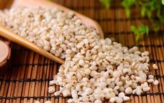 Job's Tears: A Dual-Use Herb for Dampness Elimination
