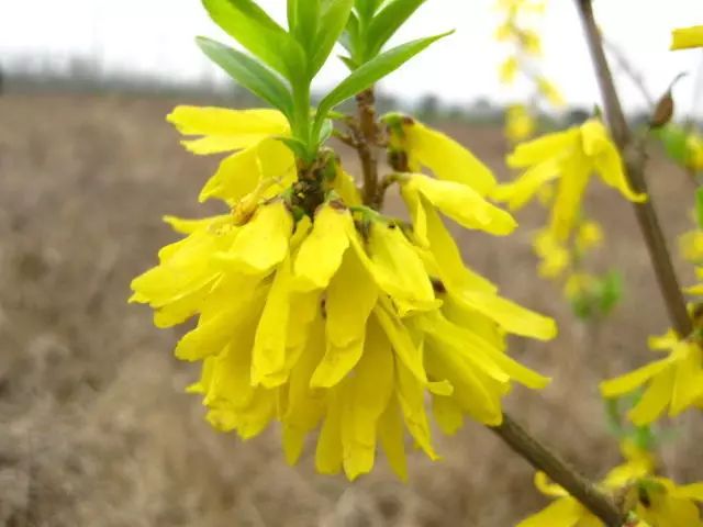 Understanding 9 Commonly Used Herbs for Clearing Heat and Detoxification