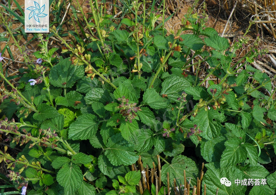 Premium Chinese Herbal Medicine | Danshen (Salvia miltiorrhiza)