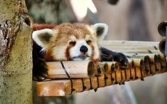 Chronic Fatigue? Traditional Chinese Medicine Suggests It May Be Qi Deficiency