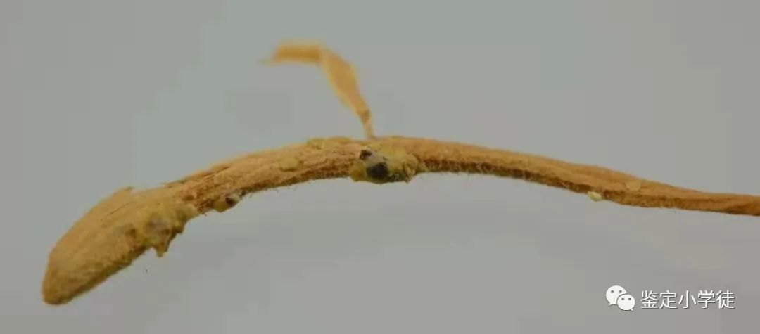 Daily Herb: Honeysuckle (Jin Yin Hua)