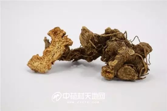 The Market Trends of Bei Cang Zhu (Atractylodes macrocephala) and Its Future Prospects