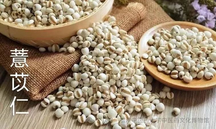 Fujian Medicinal Herb - Coix Seed