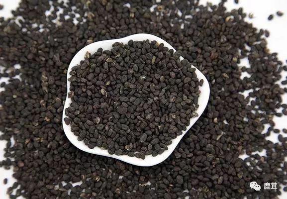 Causes and Symptoms of Kidney Yang Deficiency: What TCM Yang-Replenishing Herbs Are Available?