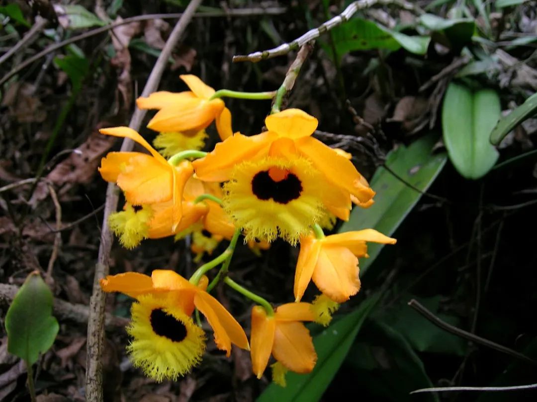Understanding the Compendium of Materia Medica