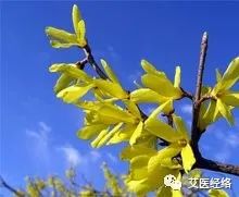 Daily Learning of a Chinese Herb - Lian Qiao