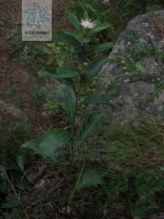 Daily Herb 182: Atractylodes - The Sacred Herb for Drying Dampness and Strengthening the Spleen