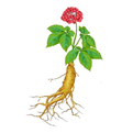 What Harm Does Long-term Spleen and Stomach Yang Deficiency Bring? 4 Lifestyle Habits to Warm the Spleen and Stomach